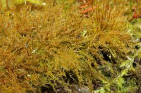 Attēlu rezultāti vaicājumam “Amblystegium serpens”