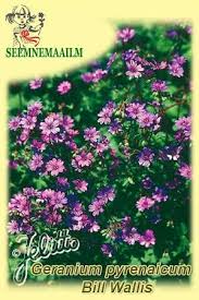 Attēlu rezultāti vaicājumam “Geranium pyrenaicum leaf”