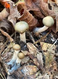 Attēlu rezultāti vaicājumam “Psilocybe sp.”