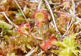 Attēlu rezultāti vaicājumam “Drosera rotundifolia flower”