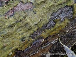 Attēlu rezultāti vaicājumam “Oxyporus corticola”