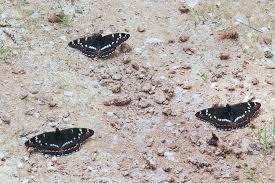 Attēlu rezultāti vaicājumam “Limenitis populi upperside”