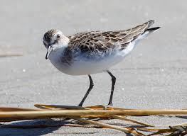 Image result for Calidris pusilla