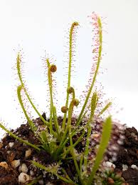 Attēlu rezultāti vaicājumam “Drosera anglica”