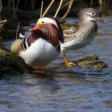 Attēlu rezultāti vaicājumam “Aix galericulata”