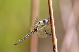 Attēlu rezultāti vaicājumam “Cribraria costata macro”