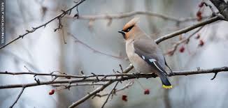 Attēlu rezultāti vaicājumam “Bombycilla garrulus”