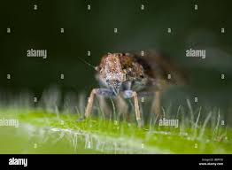 Attēlu rezultāti vaicājumam “Cixius sp.”