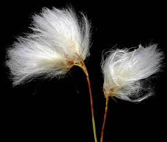 Attēlu rezultāti vaicājumam “Eriophorum gracile”