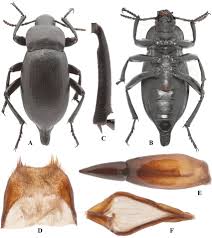 Attēlu rezultāti vaicājumam “Blaps mortisaga”