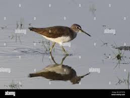 Attēlu rezultāti vaicājumam “Tringa ochropus”