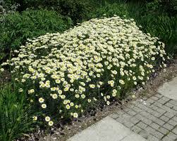 Attēlu rezultāti vaicājumam “Anthemis tinctoria leaf”