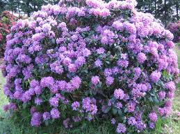 Attēlu rezultāti vaicājumam “Rhododendron catawbiense”