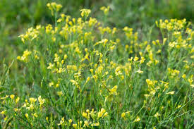 Image result for Diplotaxis tenuifolia