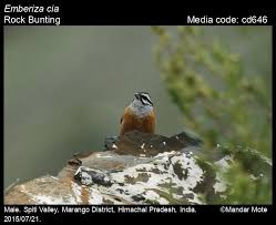 Image result for Emberiza cia