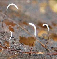 Attēlu rezultāti vaicājumam “Typhula erythropus”