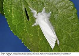 Attēlu rezultāti vaicājumam “Euproctis similis imago”