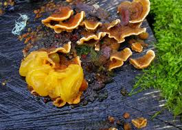 Attēlu rezultāti vaicājumam “Tremella ramalinae”