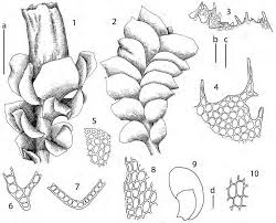Attēlu rezultāti vaicājumam “Scapania apiculata”