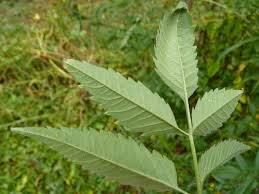 Attēlu rezultāti vaicājumam “Bidens frondosa leaf”