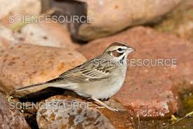 Image result for Chondestes grammacus