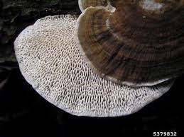 Attēlu rezultāti vaicājumam “Daedaleopsis confragosa”