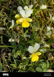 Attēlu rezultāti vaicājumam “Viola tricolor subsp. curtisii flower”