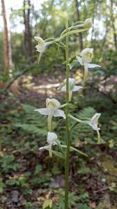 Attēlu rezultāti vaicājumam “Platanthera chlorantha flower”