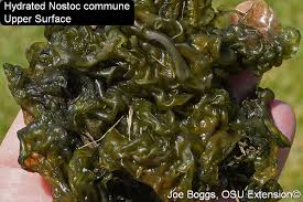 Attēlu rezultāti vaicājumam “Nostoc commune cells”