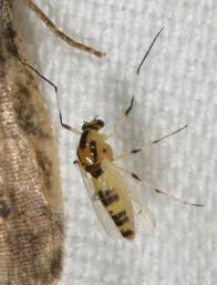 Attēlu rezultāti vaicājumam “Cricotopus”