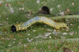 Attēlu rezultāti vaicājumam “Abraxas sylvata”