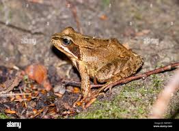 Attēlu rezultāti vaicājumam “Rana temporaria”