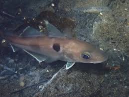 Image result for Melanogrammus aeglefinus