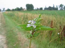 Attēlu rezultāti vaicājumam “Veronica anagallis-aquatica”