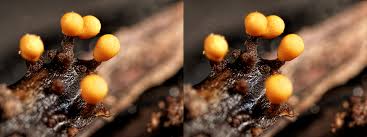 Attēlu rezultāti vaicājumam “Trichia varia macro”