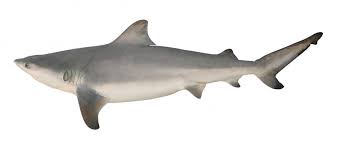 Image result for Carcharhinus leucas