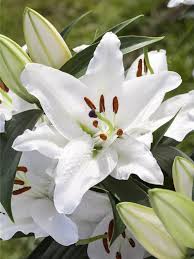 Image result for Lilie