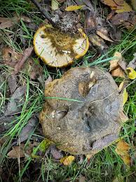 Attēlu rezultāti vaicājumam “Lactarius bertillonii”