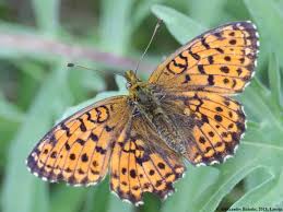 Attēlu rezultāti vaicājumam “Brenthis ino upperside”