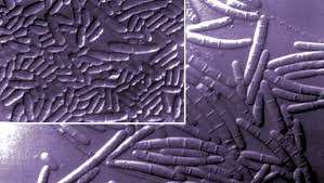 Attēlu rezultāti vaicājumam “Nectria sp., Neonectria sp.”