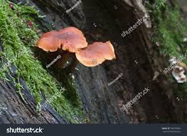 Attēlu rezultāti vaicājumam “Gymnopilus picreus”