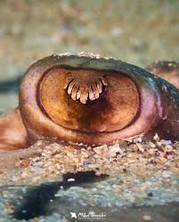 Image result for Raja undulata