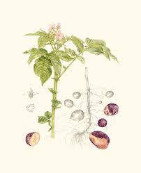 Attēlu rezultāti vaicājumam “Solanum tuberosum”