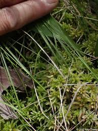 Attēlu rezultāti vaicājumam “Carex pauciflora”