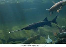 Image result for Polyodon spathula