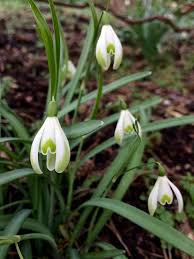 Attēlu rezultāti vaicājumam “Galanthus nivalis leaf”