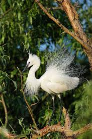 Image result for Egretta garzetta