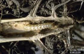 Attēlu rezultāti vaicājumam “Cribraria oregana stalked”