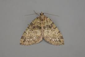 Attēlu rezultāti vaicājumam “Hydriomena furcata”