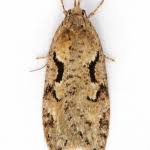 Attēlu rezultāti vaicājumam “Semioscopis steinkellneriana”